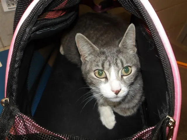 Adoptable Cat