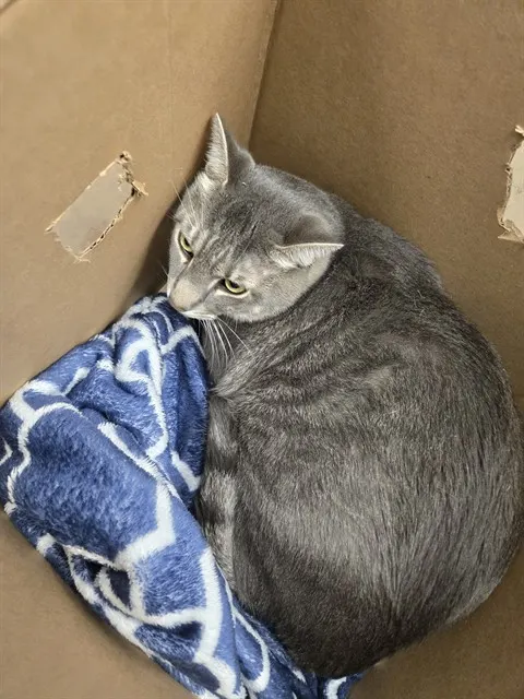 Adoptable Cat