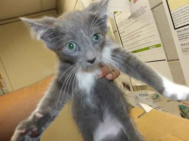 Adoptable Cat