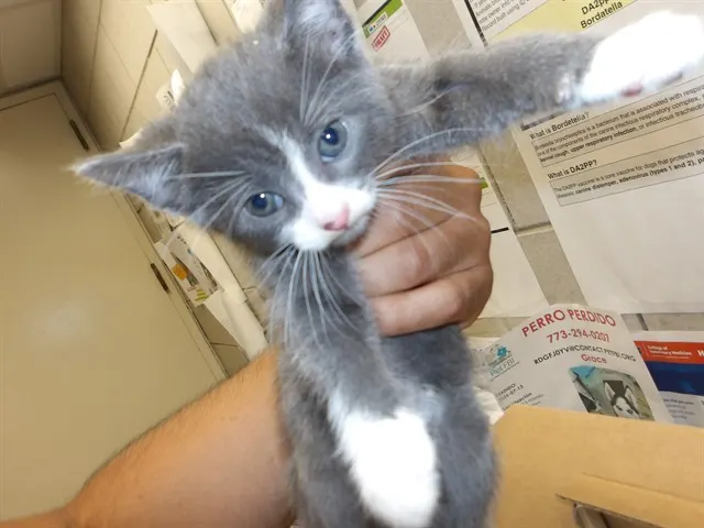 Adoptable Cat