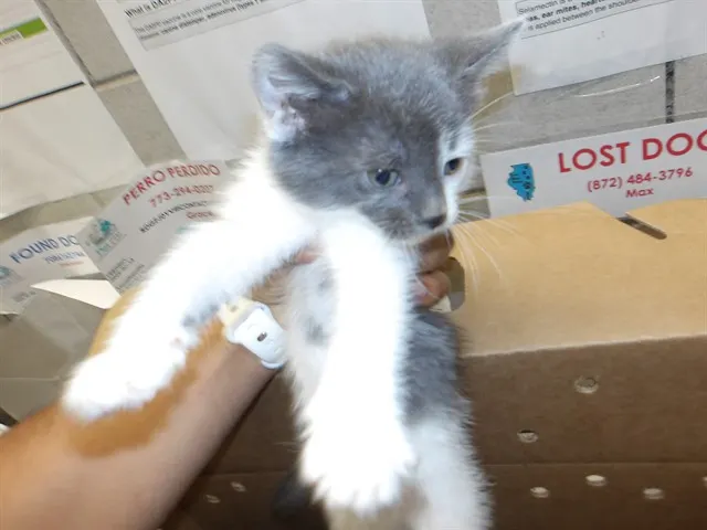 Adoptable Cat