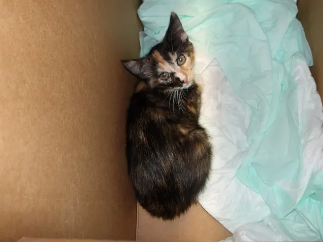Adoptable Cat