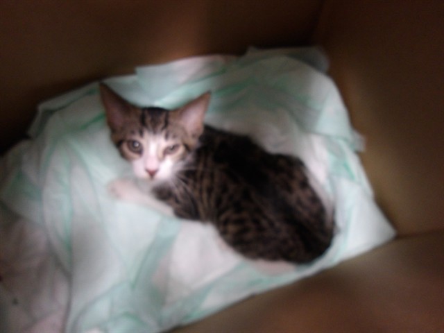 Adoptable Cat