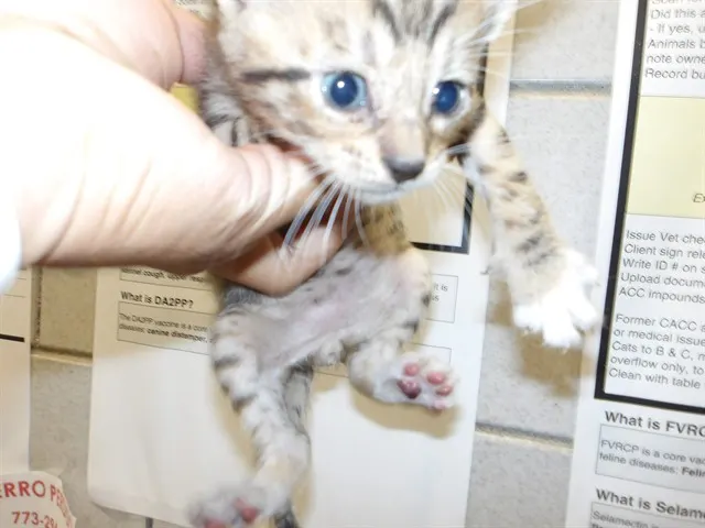 Adoptable Cat