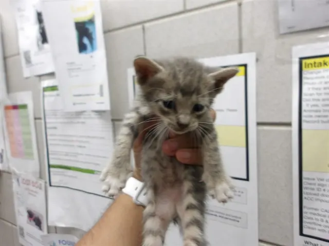 Adoptable Cat