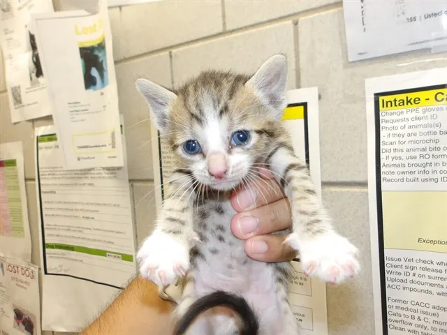 Adoptable Cat