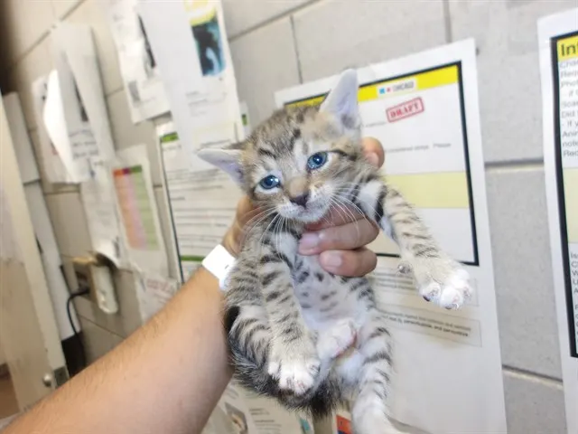 Adoptable Cat