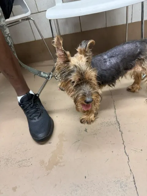 Adoptable Dog