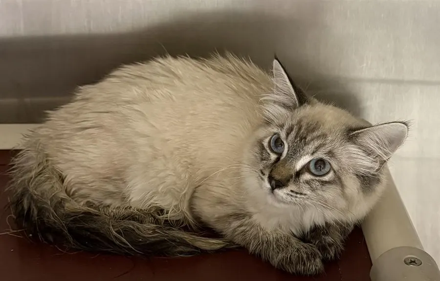 Adoptable Cat