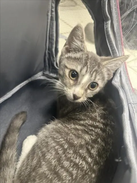 *Gatita