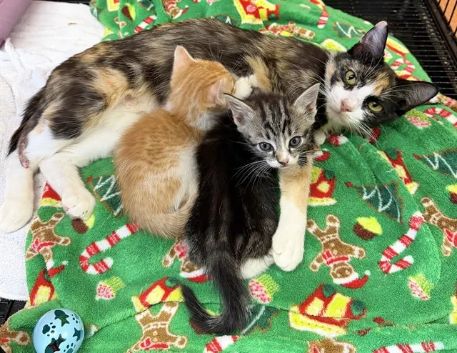 Adoptable Cat