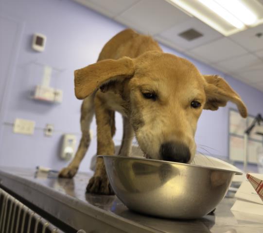 Adoptable Dog