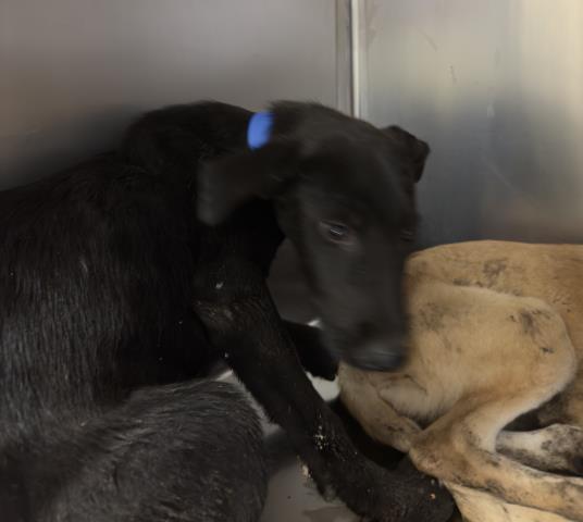 Adoptable Dog
