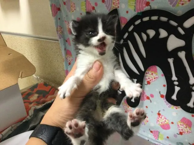Oreo