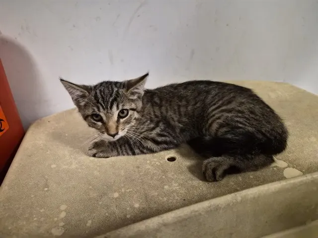 Adoptable Cat