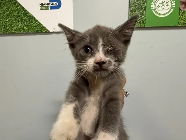 Mimi