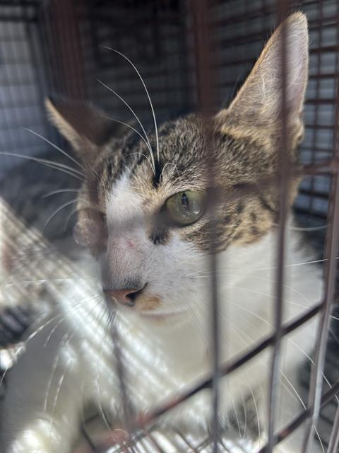Adoptable Cat