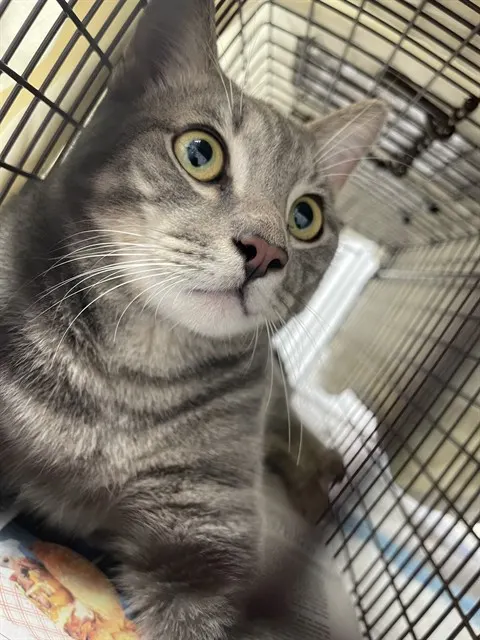 Adoptable Cat