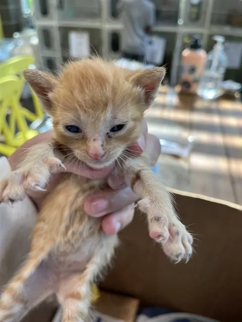 Chester