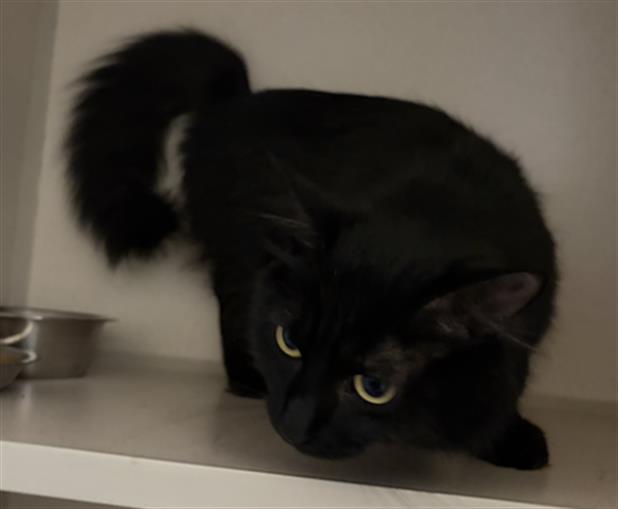 Salem