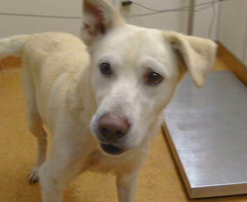Adoptable Dog