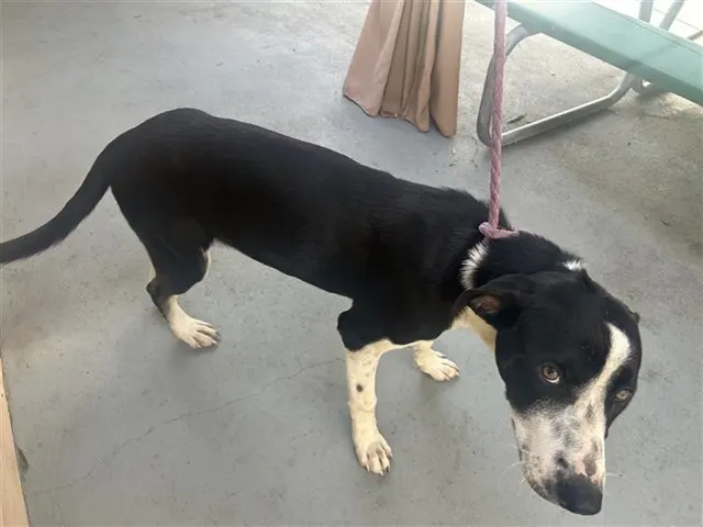 Adoptable Dog