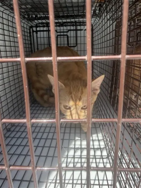 Adoptable Cat