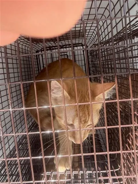 Adoptable Cat
