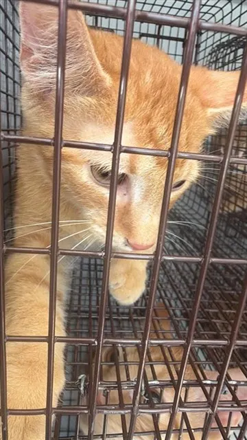 Adoptable Cat