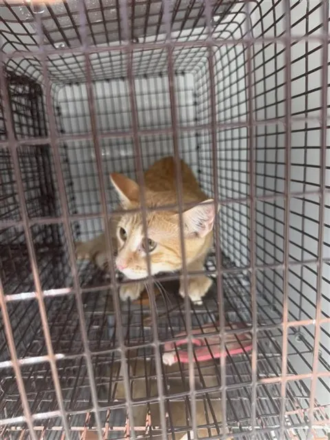 Adoptable Cat