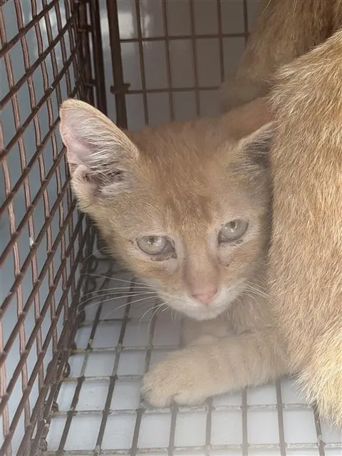 Adoptable Cat