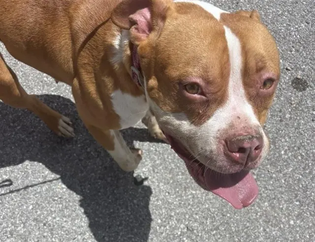 Adoptable Dog