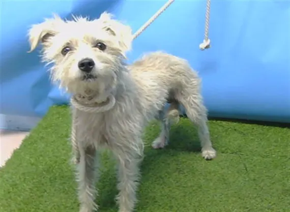 Adoptable Dog