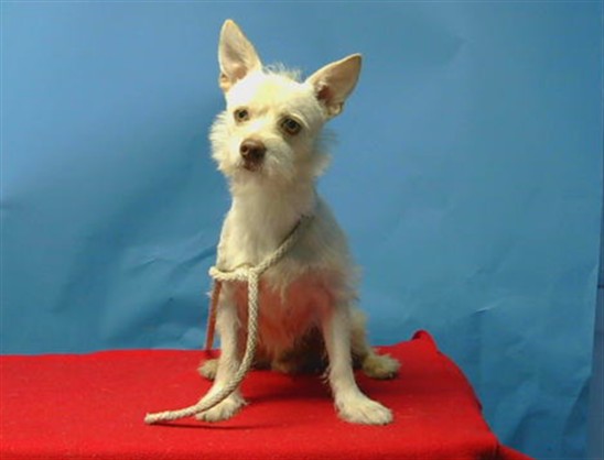 Adoptable Dog