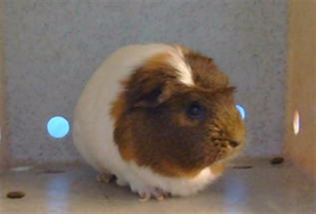 Adoptable Other