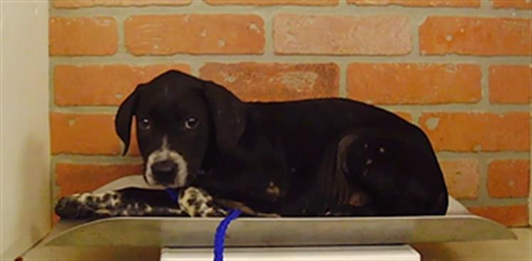 Adoptable Dog