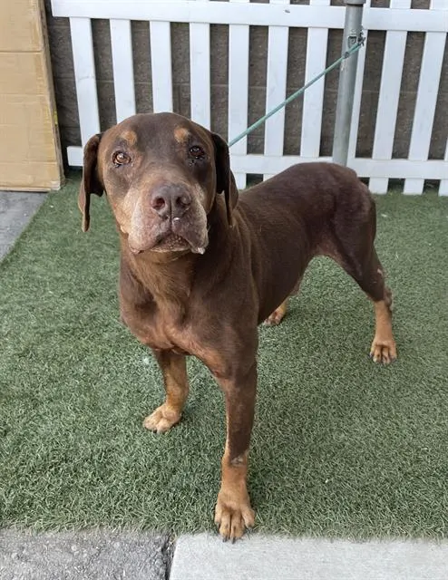 Adoptable Dog