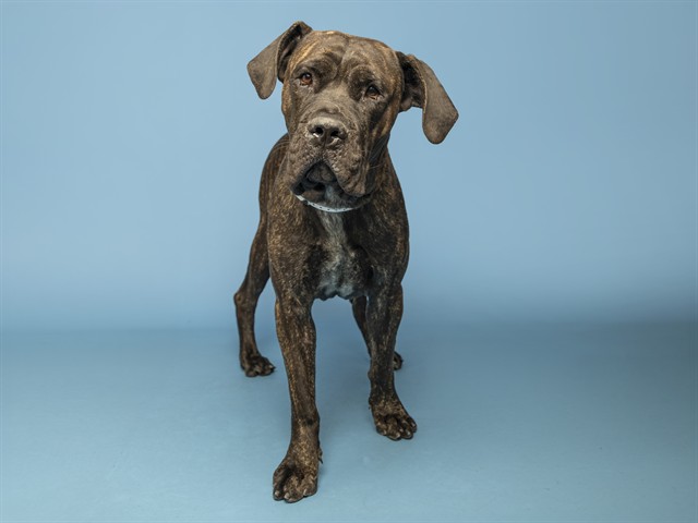Dozer