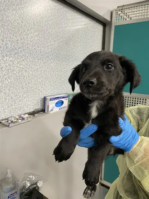 Adoptable Dog