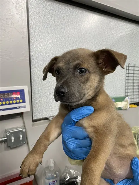 Adoptable Dog