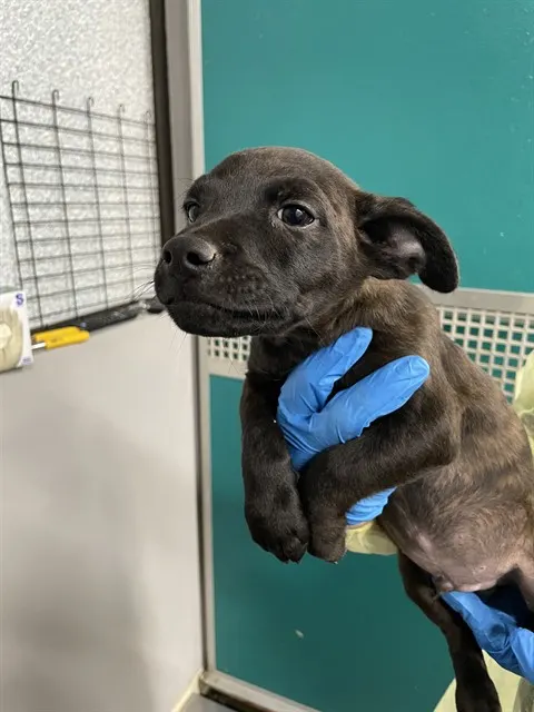Adoptable Dog