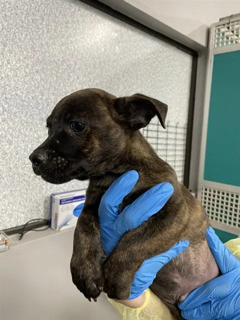 Adoptable Dog