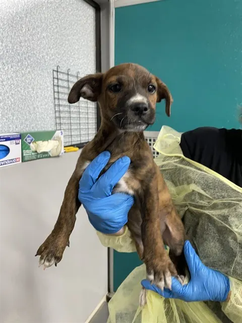 Adoptable Dog