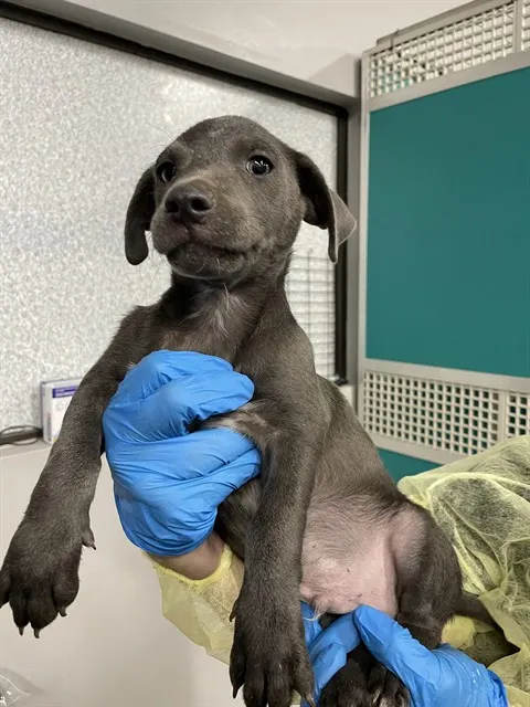 Adoptable Dog