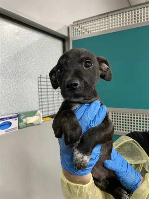 Adoptable Dog