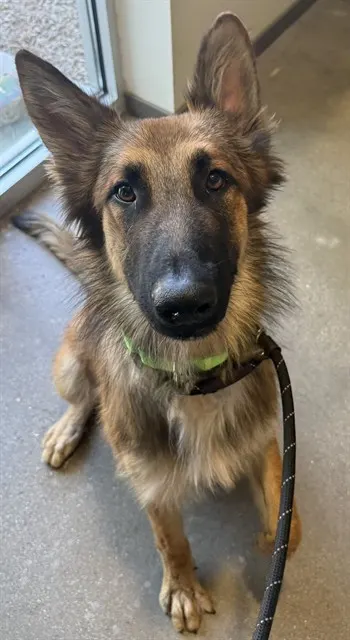 Arlo