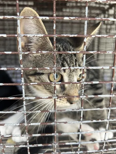 Adoptable Cat