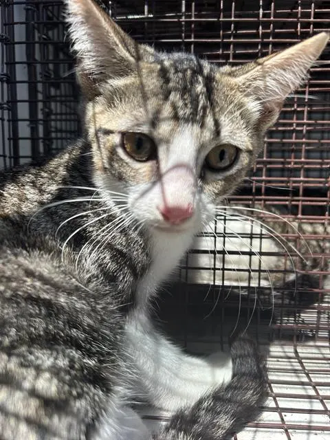 Adoptable Cat