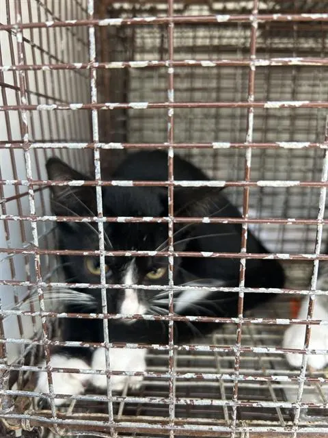 Adoptable Cat