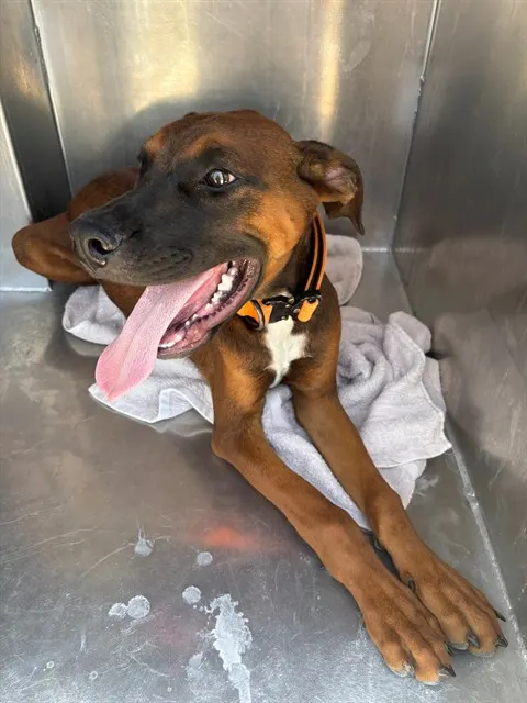Kovu